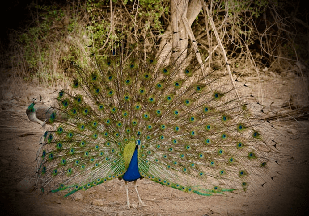 DELHI - SARISKA SAME DAY TOUR