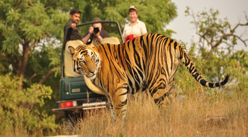 JAIPUR RANTHAMBORE DAY TOUR